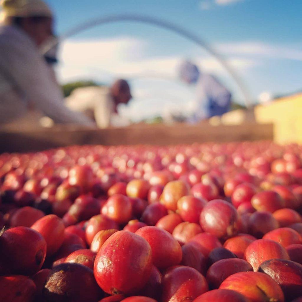 A revolução silenciosa do Conilon — THE COFFEE TRAVELER